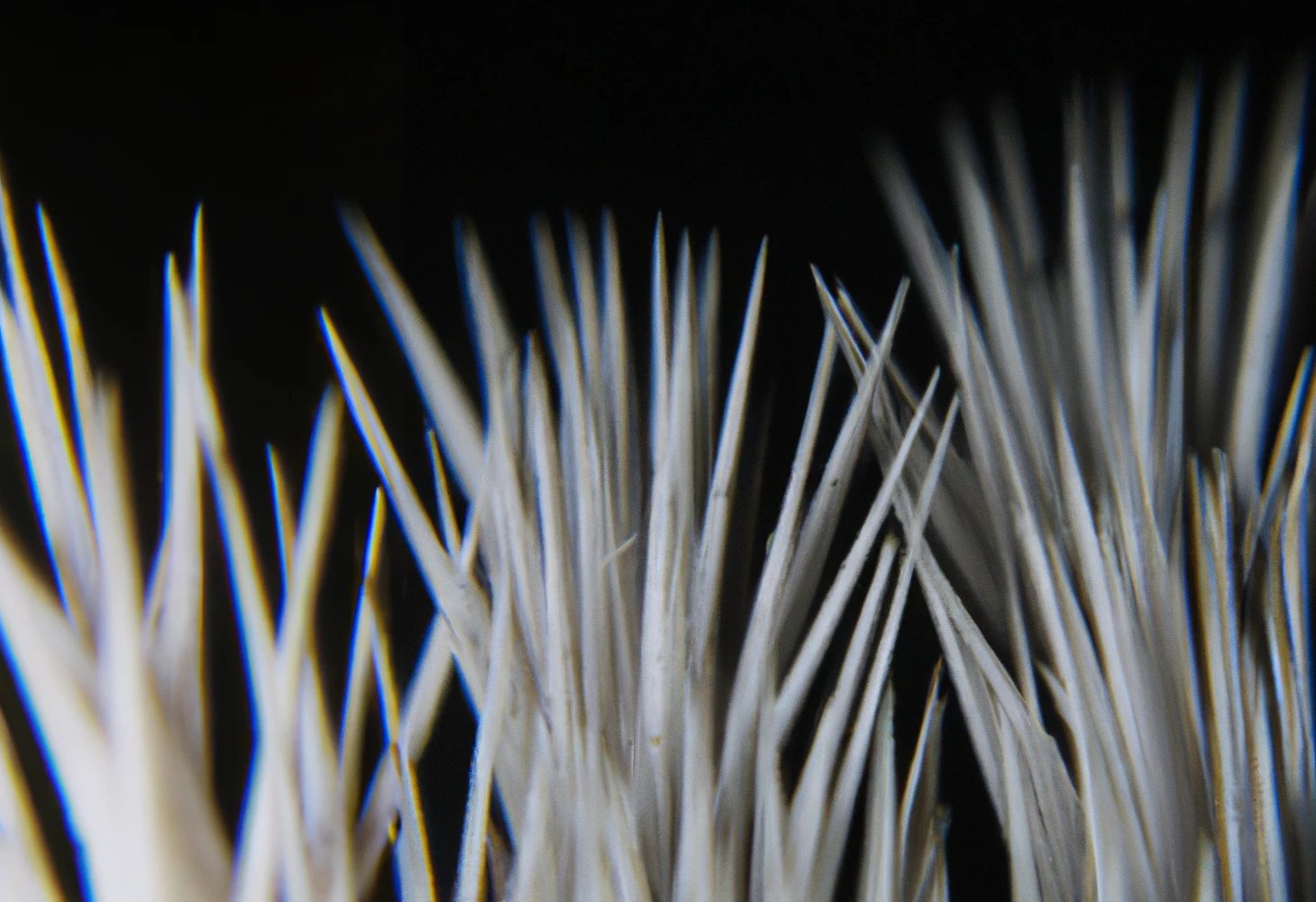 Oxalate The Poison In The Plants You Eat Sue Woledge